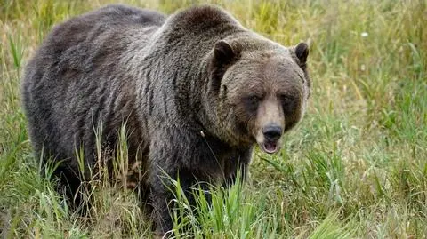 Łowił ryby, zaatakował go grizli. Przeszedł dwie operacje, mimo to zmarł