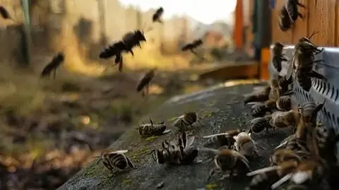 Pszczoły poczuły wiosnę. To może skończyć się dla nich tragicznie
