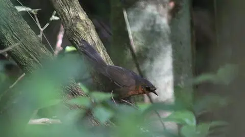 Kominiarek śniady - jeden z najrzadszych ptaków świata (American Bird Conservancy)