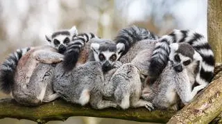 Na liście zagrożonych gatunków znajduje się kilka podgatunków lemurów