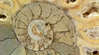 Przed dinozaurami prawdopodobnie wyginęły mięczaki
