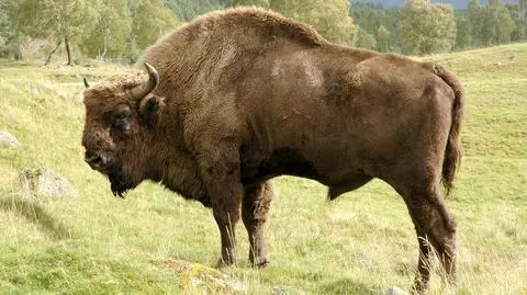 Zima coraz bliżej. Bieszczadzkie żubry schodzą z gór