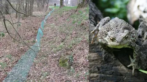 Nie tylko ludzie, żaby też tracą głowy z miłości