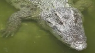 Do zoo podrzucono krokodyla