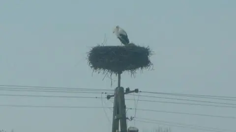 Pojawił się pierwszy bocian:)