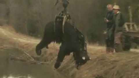 Tajemnicza śmierć bieszczadzkiego niedźwiedzia