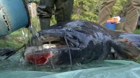 Wielki dzień ogromnego suma