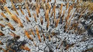 Susza w Korei Północnej wyniszcza uprawy