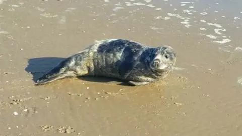 Młoda foka na polskim wybrzeżu. Wylegiwała się na słońcu