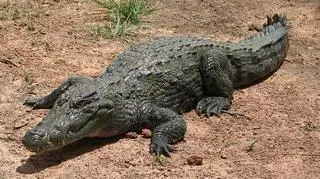 Współczesny krokodyl nilowy przypomina prehistorycznego Crocodylus thorbjarnarsoni, ale nie dorasta mu do pięt