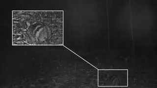 Królika sfotografowano za pomocą ukrytej kamery