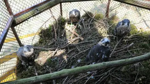 Sokoły w sztucznym gnieździe