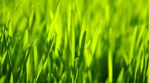 Pyłki traw są najbardziej aktywne w powietrzu