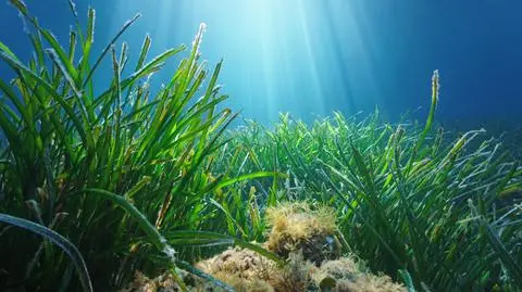 Rośliny z rodziny posydoniowatych (Posidoniaceae) źle znoszą hałas
