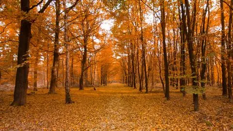 Prognoza pogody na dziś: pogodny, jesienny dzień. Miejscami będzie ciepło