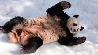 Panda baraszkuje na śniegu