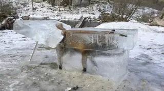 Zamarznięty lis wydobyty z rzeki