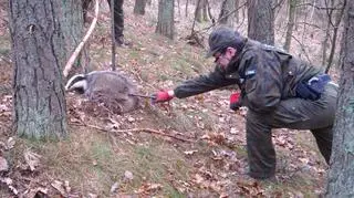 Borsuk uratowany w Leśnym Dworze