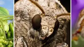 Oko w oko z insektem i zającem