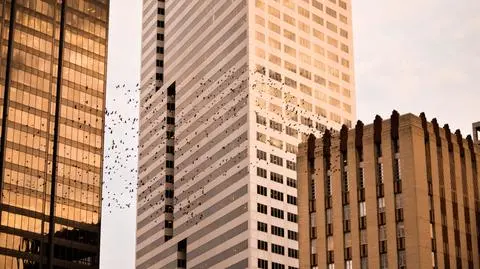 Lecą tysiące kilometrów, giną w kilka sekund