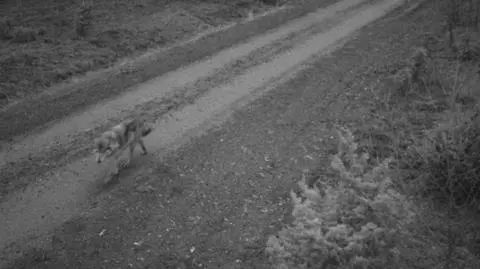 Wilki coraz częściej widziane w Polsce