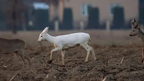 Sarna albinos zauważona w Dębicy. To wielka rzadkość
