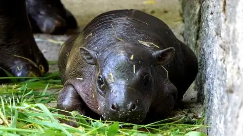 Nowy mieszkaniec wrocławskiego zoo