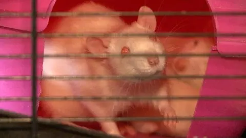 Szczury, które udało się uratować przed uśpieniem