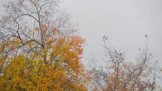 Dzień zapowiada się pochmurno
