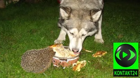 Pies i jeż z jednej jedli miski