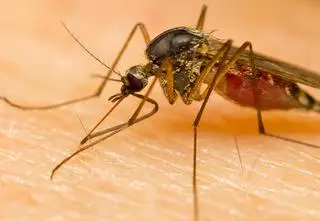 Komary zmodyfikowane genetycznie wspomagały walkę z malarią. Wstrzymano program
