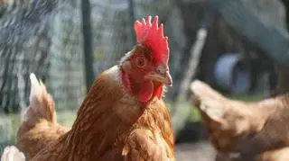 Hodowanie kur w mieście jest coraz bardziej popularne