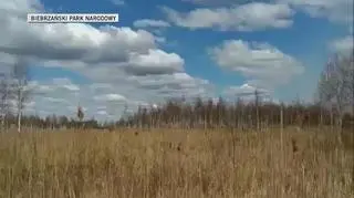 Do walki z ogniem wykorzystywane są samoloty gaśnicze (Biebrzański Park Narodowy)