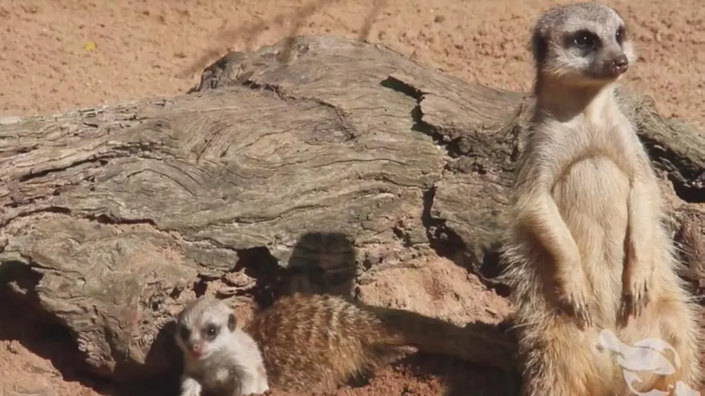 Dwie małe surykatki przyszły na świat w Taronga zoo