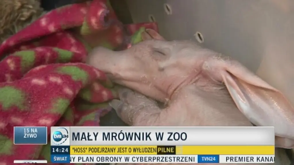 Dyrektor wrocławskiego zoo o małym mrówniku