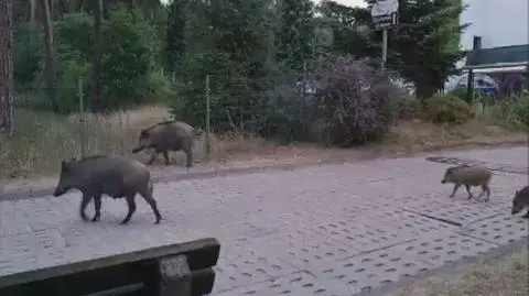 Dzik o nietypowy umaszczeniu 