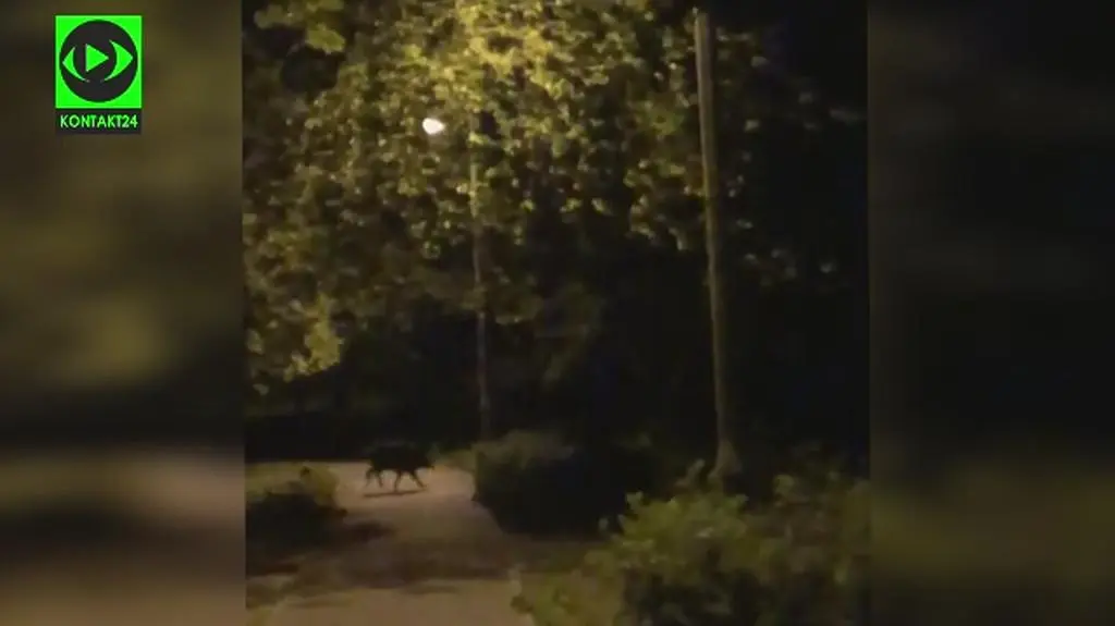 Dziki biegają po Krakowie