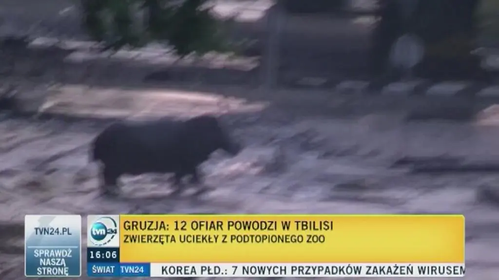 Dzikie zwierzęta na ulicach Tbilisi