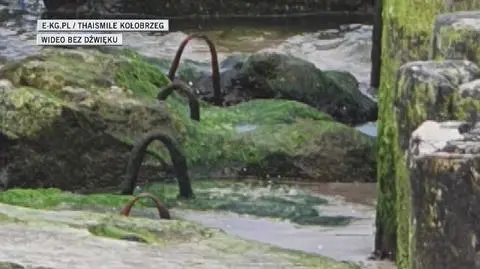 Foka na plaży w Kołobrzegu