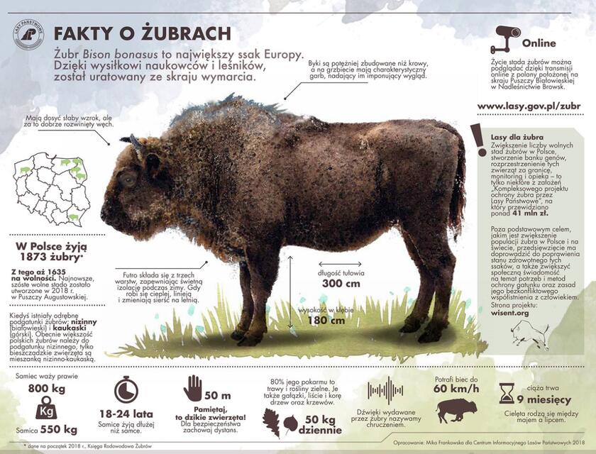 Fakty o żubrach