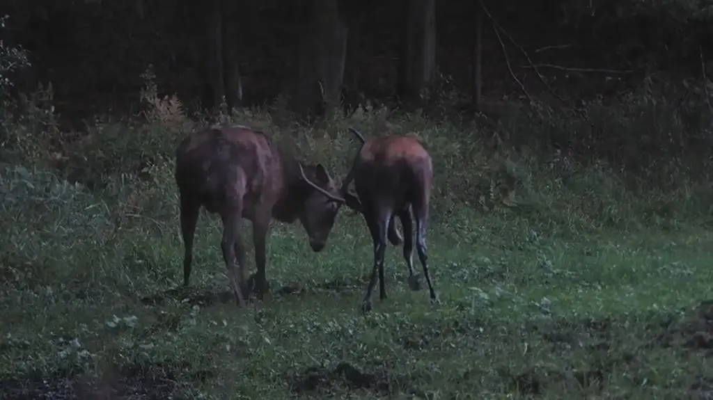 Jelenie na rykowisku