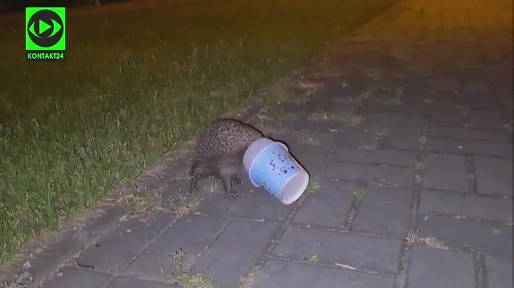 Jeż walczył z głową zaklinowaną w plastikowym kubku (Grzegorz/Kontakt 24)
