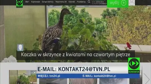 Kaczka w skrzynce z kwiatami na czwartym piętrze