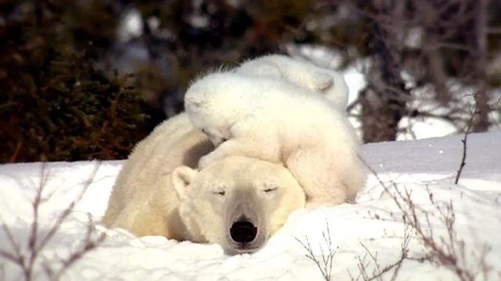 "Knut i przyjaciele"