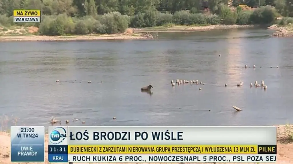 Łoś schronił się w Wiśle