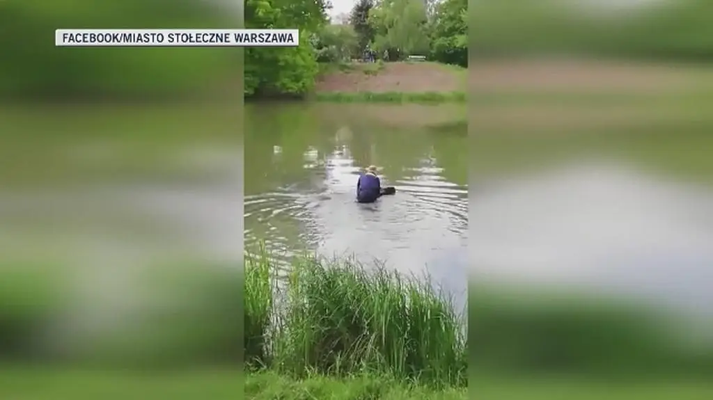 Łoś wpadł do jeziorka, pomogli strażacy miejscy (Facebook/Miasto Stołeczne Warszawa)