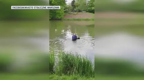 Łoś wpadł do jeziorka, pomogli strażacy miejscy (Facebook/Miasto Stołeczne Warszawa)