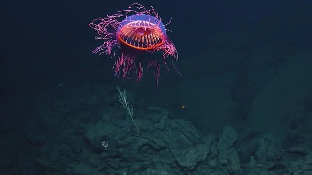 Meduza
