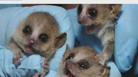 Najsłodsze zwięrzęta świata spod hashtagu #CuteOff