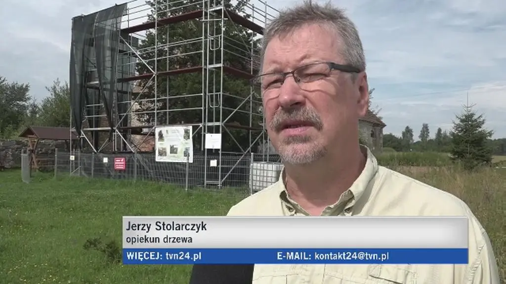 Najstarszy cis w Polsce opiera się fali upałów